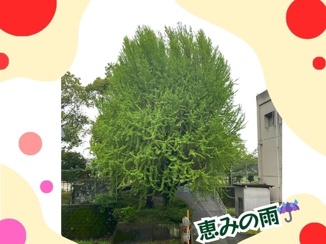 新緑がきれいな季節です